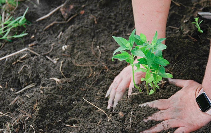 Planting How Image