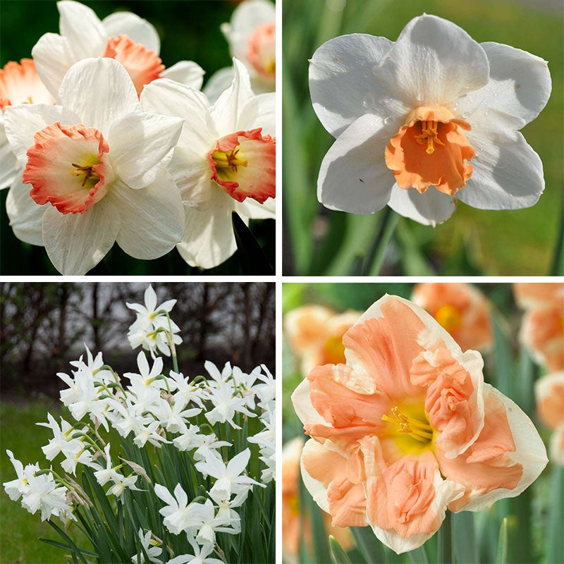 Blushing Daffodil Flower Bulb Collection