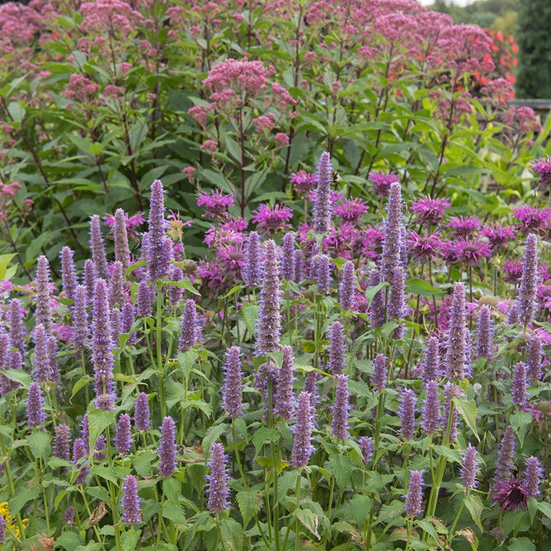 Anise Hyssop with pale purple flowers, Blue Giant Hyssop, Agastache foeniculum with pink Joe Pye Weed and bee balm