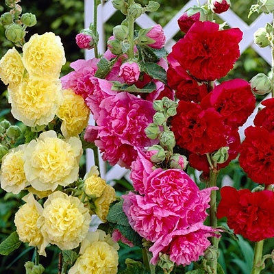 Chater's Double Hollyhock Mix