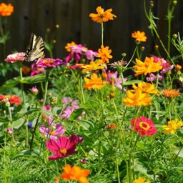 All Annual Big Color Wildflower Seed Mix - Simplicity