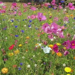 All Annual Wildflower Seed Mix - Variety