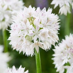 Graceful Allium