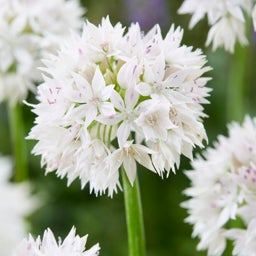 'Graceful Beauty' Allium