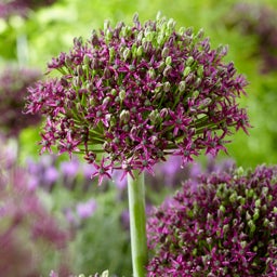 Purple Magic Allium, Allium schubertii, Persian Onion