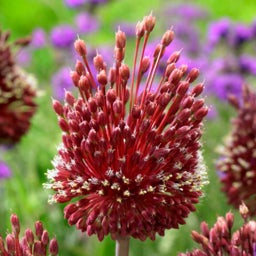 Red Mohican Allium

