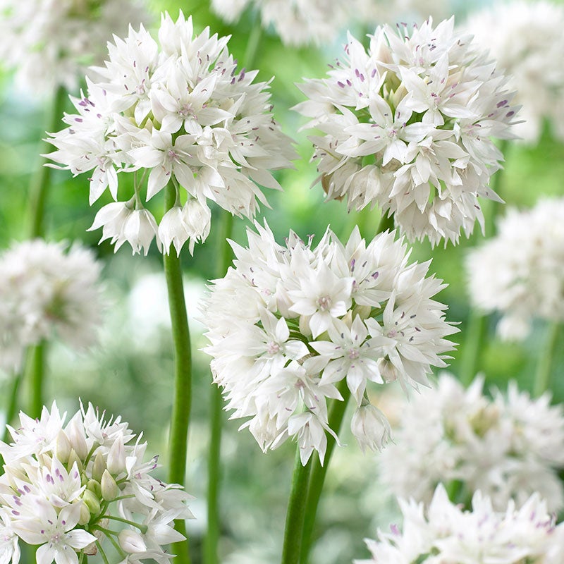White Allium Bulbs Graceful, Allium amplectens, Ornamental Onion