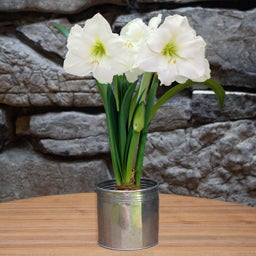 White, Christmas Gift Amaryllis Kit - Galvanized Tin, Hippeastrum, In Bloom