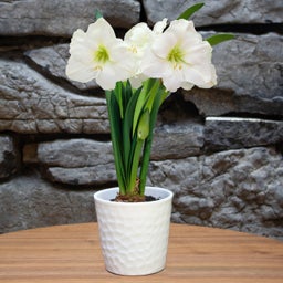 White, Christmas Gift Amaryllis Kit - White Textured Pot, Hippeastrum, In Bloom