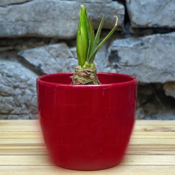 White, Christmas Gift Amaryllis Kit - Red Glossy Pot, Hippeastrum, Sprouting