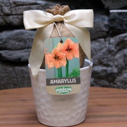 Rilona Amaryllis Kit - White Textured Pot, Ribbon with Tag