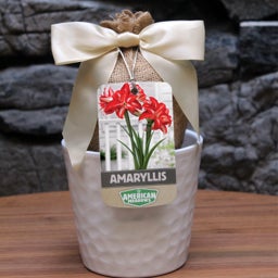Splash Amaryllis Kit - White Textured Pot with Ribbon and Tag
