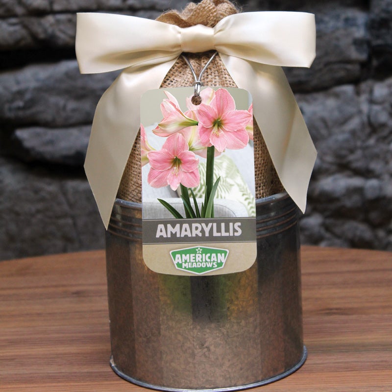 Sweet Star Amaryllis Kit - Galvanized Tin with Ribbon and Tag