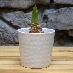 White, Christmas Gift Amaryllis Kit - White Textured Pot, Hippeastrum, Sprouting