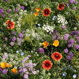 Beneficial Bug Wildflower Seed Mix