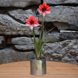 Red and White Charisma Amaryllis Kit - Galvanized Tin, Hippeastrum, In Bloom