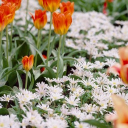 White Splendour Grecian Windflower, Anemone blanda White Splendour, with orange tulips