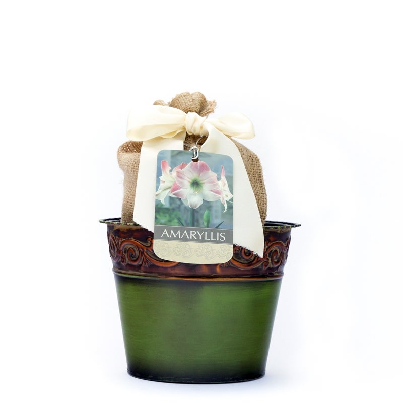 Apple Blossom Amaryllis Kit - Green Tin