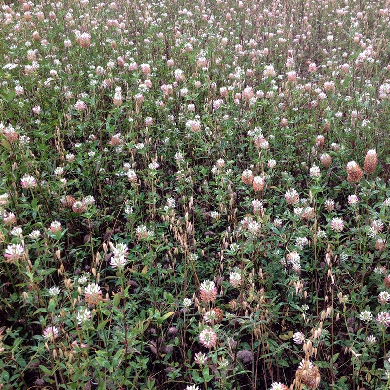 Arrowleaf Clover, Trifolium field