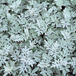 Silver Brocade Artemisia