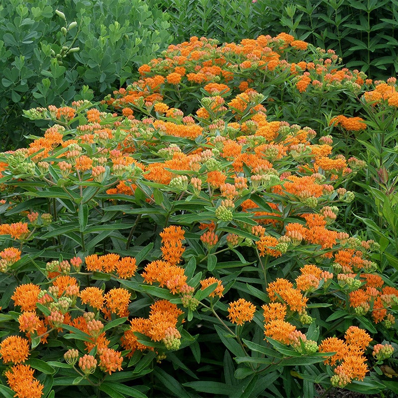 Orange Butterfly Weed Seeds, Asclepias tuberosa