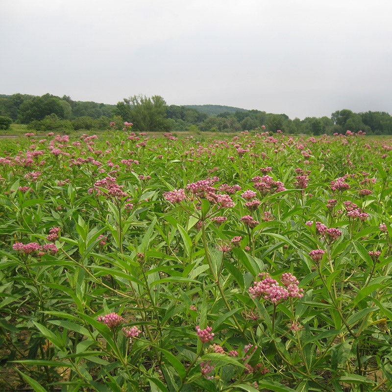 Pink Swamp Milkweed Field of Blooms, Asclepias incarnata, Swamp Milkweed