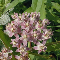 Prairie Milkweed, Asclepias sullivanti
