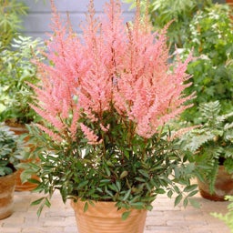 Pink Astilbe arendsii Erika in a container