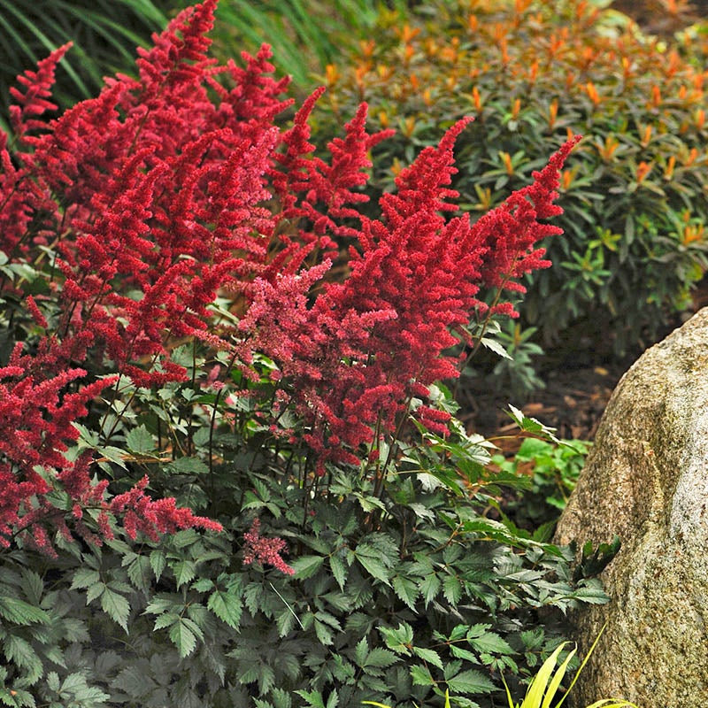 Red Astilbe arendsii Fanal, Astilbe arendsii, False Spirea, Photo Credit Walters Gardens Inc