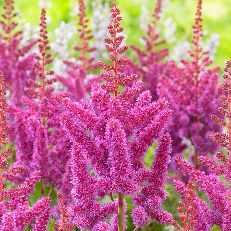 Pink Astilbe chinensis Visions, Astilbe chinensis, Chinese Astilbe, Close Up