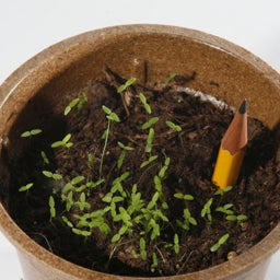 Baby Snapdragon Seeds, Linaria maroccana Seedling