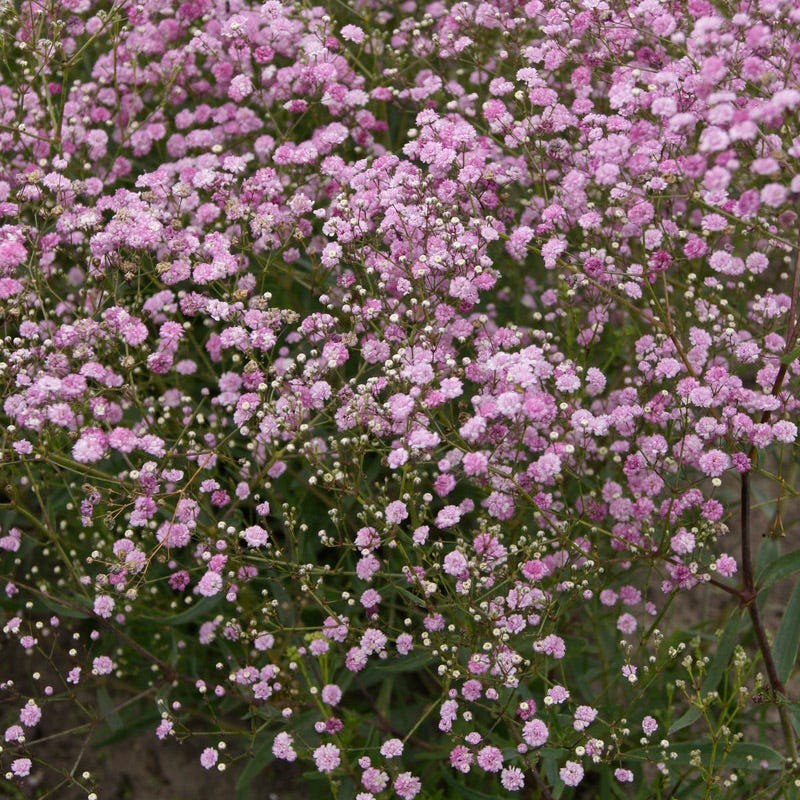 Pink Lady Baby's Breath