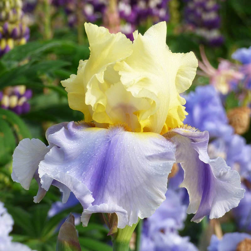 Easter Candy Bearded Iris, Iris germanica 'Easter Candy'