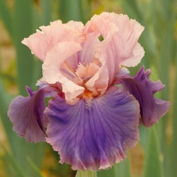 Florentine Silk Bearded Iris, Iris germanica Florentine Silk