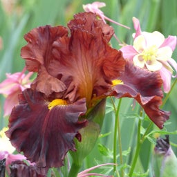 Valentino Bearded Iris, Iris germanica Valentino