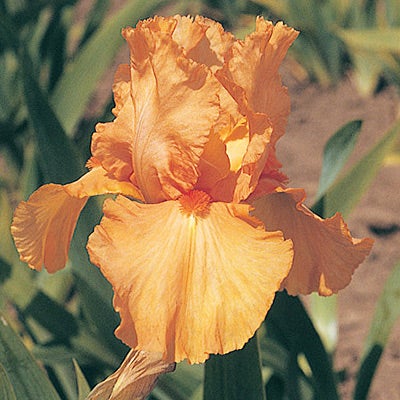Reblooming Bearded Iris Orange Harvest