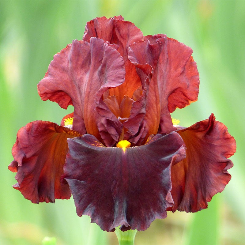 Valentino Bearded Iris
