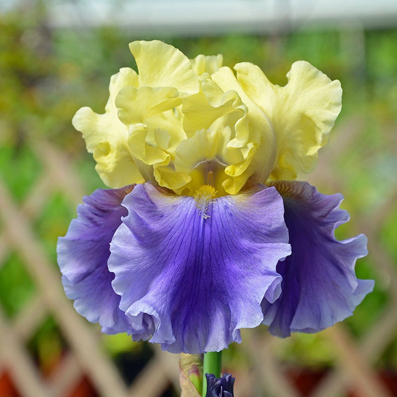Edith Wolford Bearded Iris