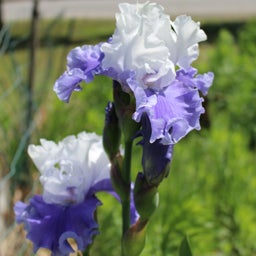 Blue and White Re-Blooming Bearded Iris Mariposa Skies, Iris germanica, Re-Blooming Bearded Iris or German Iris