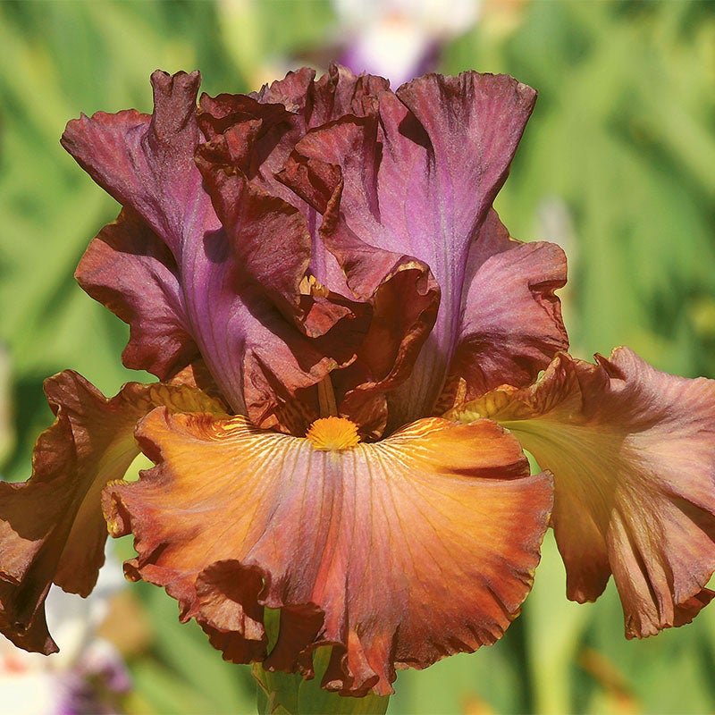 Cinque Terre Bearded Iris
