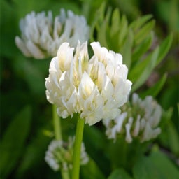 Berseem Clover, Trifolium alexandrinum