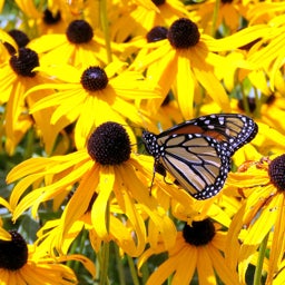 Black Eyed Susan Goldsturm, Rudbeckia with Monarch Butterfly