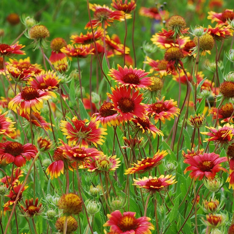 Red and Yellow Blanket Flower Seeds, Gaillardia aristata meadow