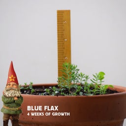 Blue Flax Seeds, Linum perenne seedling - 4 weeks of growth