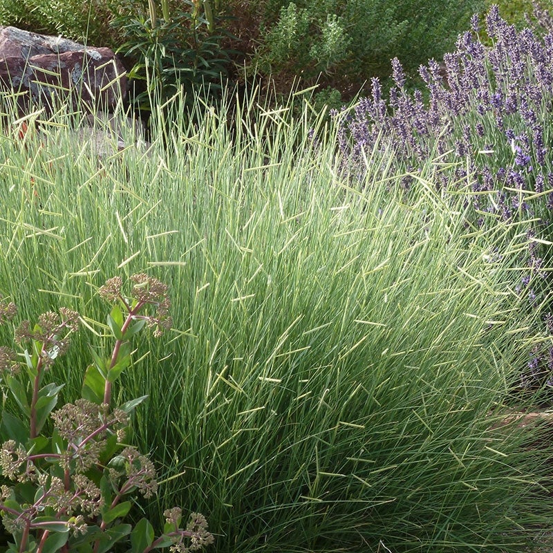 Blue Grama Grass Blonde Ambition with Sedum and Lavender