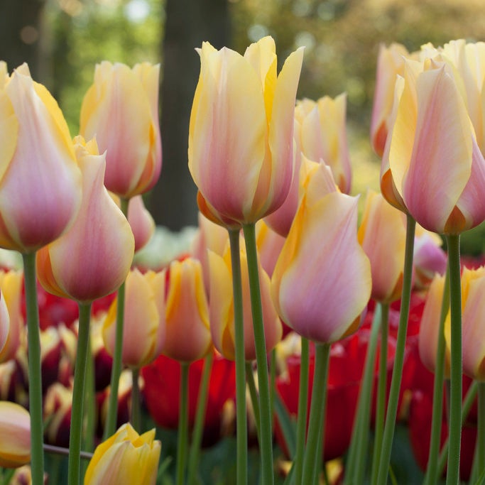 'Blushing Beauty' Single Late Tulip
