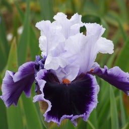 Bravery Bearded Iris
