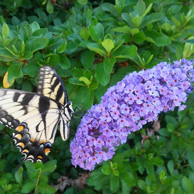 Buzz® Lavender Butterfly Bush