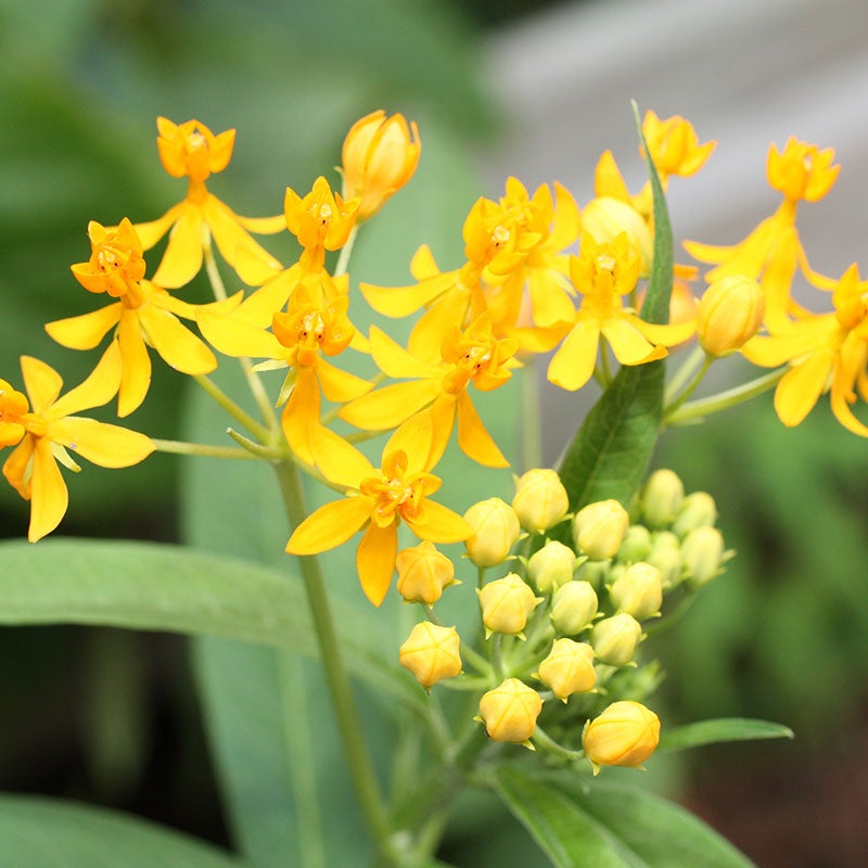 Butterfly Weed Hello Yellow, Asclepias tuberosa