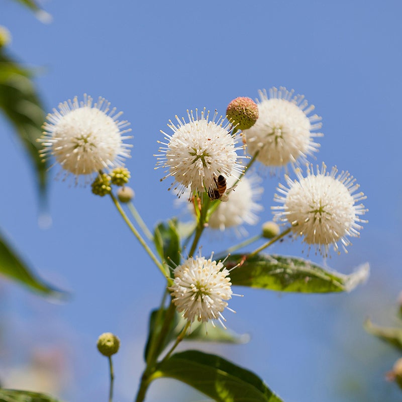 Buttonbush with pollinator